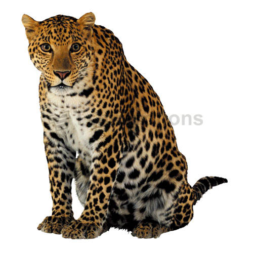 Cheetah T-shirts Iron On Transfers N5382